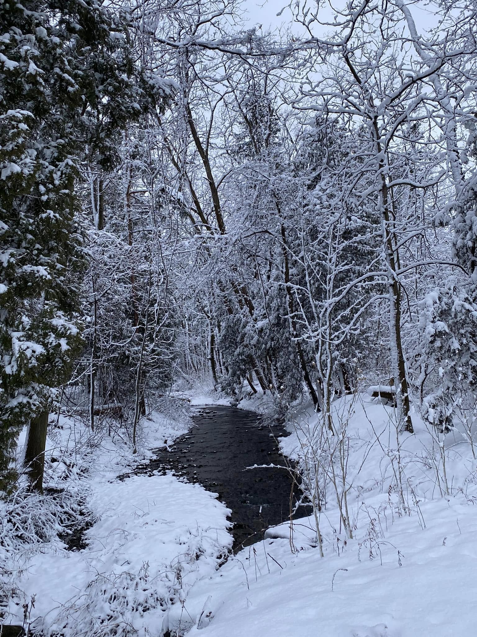 Winter by the Creek